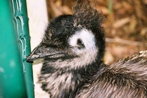 Emu