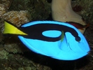Fish from Barrier Reef, north Queensland